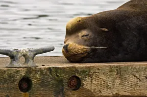Images Dated 27th May 2005: USA, Oregon, Charleston, sealion