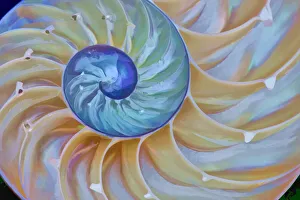 USA, Oregon. Close-up of chambered nautilus cut in half