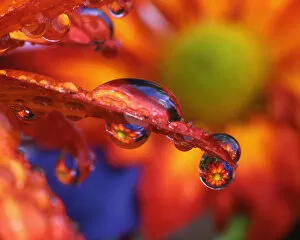 USA, Oregon, Close-up of chrysanthemum reflecting in dewdrops on end of petal. Credit as