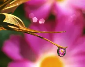 Cosmos Prints: USA, Oregon, Close-up of cosmos flower reflecting in dewdrop on end of seed pod. Credit as