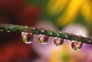 Cosmos Prints: USA, Oregon, Close-up of cosmos and sunflowers reflecting in dewdrops clinging to blade of grass