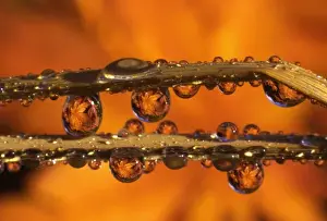 Dew Drop Prints: USA, Oregon, Close-up of dewdrops reflecting Japanese maple leaves on blades of grass