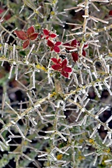 Images Dated 20th January 2013: USA, Oregon. Close-up of frosted cotoneaster plant