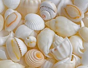 Images Dated 17th September 2007: USA, Oregon. Close-up of small sea shells. Credit as: Jean Carter / Jaynes Gallery / DanitaDelimont