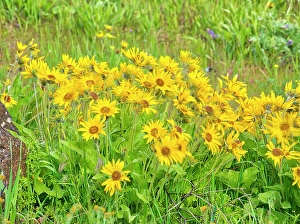 Images Dated 2025: USA, Oregon. Columbia George, arrowleaf balsamroot in Spring bloom