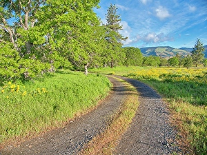 Images Dated 2025: USA, Oregon. Columbia George, country backroad through wildflowers