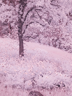 Infrared Prints: USA, Oregon. Columbia George, infrared of lone oak tree and wildflowers