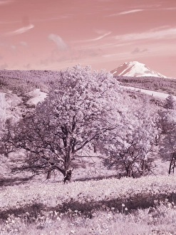 Infrared Prints: USA, Oregon. Columbia George, infrared of oak tree, wildflowers and Mt, Rainier