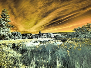 Infrared Prints: USA, Oregon. Columbia George, infrared of wildflowers and tree