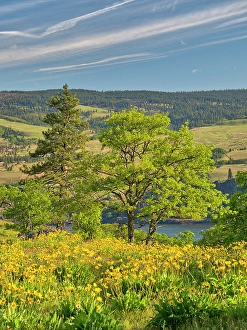 Images Dated 2025: USA, Oregon. Columbia George, springtime and flowering yellow balsamroot amongst oak trees