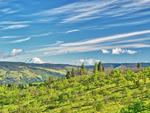 Images Dated 2025: USA, Oregon. Columbia George, springtime and flowering yellow balsamroot amongst oak trees and Mt