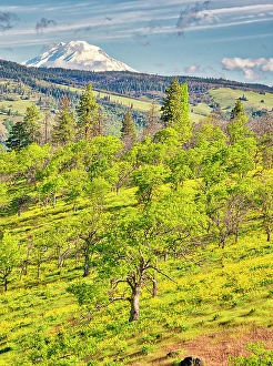 Images Dated 2025: USA, Oregon. Columbia George, springtime and flowering yellow balsamroot amongst oak trees and Mt