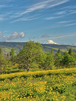 Images Dated 2025: USA, Oregon. Columbia George, springtime and flowering yellow balsamroot amongst oak trees and MT