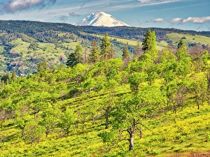Images Dated 2025: USA, Oregon. Columbia George, springtime and flowering yellow balsamroot amongst oak trees and MT
