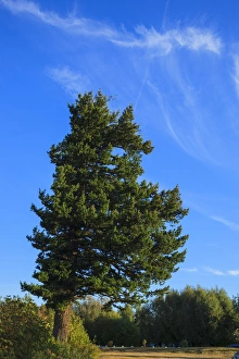 USA, Oregon, Columbia Gorge, Chanticleer Point, cirrus clouds behind a tree