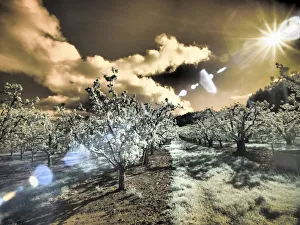 Apple Prints: USA, Oregon, Columbia Gorge. Infrared of light reflecting in spring apple orchard
