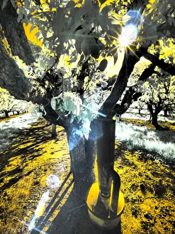 Images Dated 25th July 2022: USA, Oregon, Columbia Gorge. Infrared of light reflecting in spring apple orchard