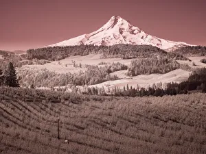 Images Dated 25th July 2022: USA, Oregon, Columbia Gorge. Infrared of spring orchards in bloom and Mount Hood