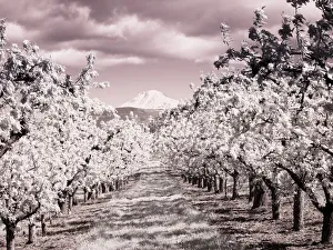 Hood River Prints: USA, Oregon, Columbia Gorge. Infrared of Spring orchards and Mount Rainier