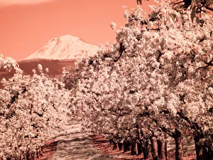 Images Dated 25th July 2022: USA, Oregon, Columbia Gorge. Infrared of Spring orchards and Mount Rainier