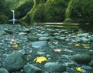 National Scenic Area Prints: USA, Oregon, Columbia Gorge National Scenic Area, Punch Bowl Falls