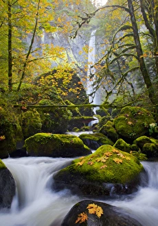 Images Dated 27th October 2010: USA, Oregon, Columbia Gorge. A rushing McCord Creek with yellow fall color from Bigleaf Maple