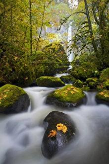 Acer Macrophyllum Prints: USA, Oregon, Columbia Gorge. A rushing McCord Creek with yellow fall color from Bigleaf Maple
