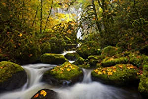 Images Dated 27th October 2010: USA, Oregon, Columbia Gorge. A rushing McCord Creek with yellow fall color from Bigleaf Maple