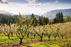 Apple Prints: USA, Oregon, Columbia Gorge, springtime and flowering