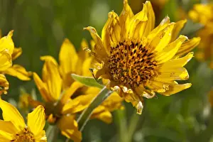 Images Dated 24th May 2011: USA, Oregon, Columbia Gorge, Tom McCall Nature Preserve, Narrowleaf Mule Ears (Wyethia