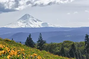 Cascades Prints: USA, Oregon, Columbia Gorge, Tom McCall Nature Preserve, Mt. Hood from McCall Point