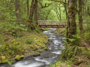 USA, Oregon, Columbia River Gorge. Wooden bridge over Gorton Creek