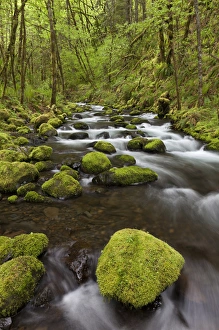 Images Dated 21st May 2011: USA, Oregon, Columbia River Gorge. View of Gorton Creek