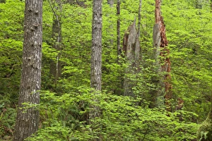 Images Dated 23rd May 2011: USA, Oregon, Columbia River Gorge. View of forest from Eagle Creek Trail. Credit as