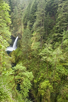 Images Dated 23rd May 2011: USA, Oregon, Columbia River Gorge. View of Metlako Falls from Eagle Creek Trail. Credit as
