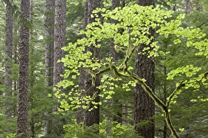 Images Dated 23rd May 2011: USA, Oregon, Columbia River Gorge. View of forest from Eagle Creek Trail. Credit as