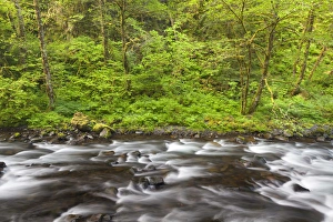 Images Dated 24th May 2011: USA, Oregon, Columbia River Gorge. View of Tanner Creek