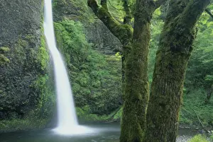 USA, Oregon, Columbia River Gorge, Horsetail Falls