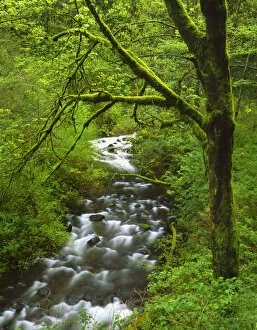 USA, Oregon, Columbia River Gorge National Scenic Area, Mt. Hood National Forest
