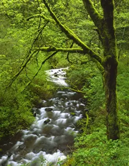 White Water Prints: USA, Oregon, Columbia River Gorge National Scenic Area, Mt. Hood National Forest