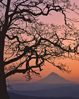 Images Dated 16th January 2013: USA, Oregon, Columbia River Gorge National Scenic Area. Mt Hood framed by oak tree