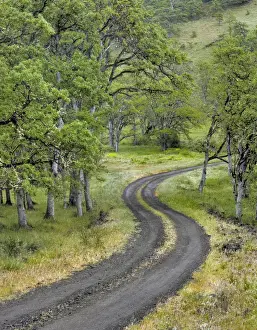 Images Dated 27th March 2015: USA, Oregon, Columbia River Gorge National Scenic Area. Road lined with oak trees