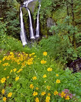 Images Dated 14th September 2015: USA, Oregon, Columbia River Gorge National Scenic Area. Scenic of Triple Falls. Credit as