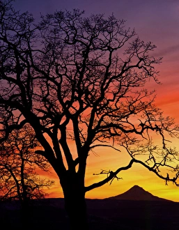 USA, Oregon, Columbia River Gorge National Scenic Area, Oak tree framing Mt. Hood at sunset