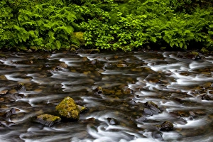 Images Dated 15th June 2012: USA, Oregon, Columbia River Gorge National Scenic Area