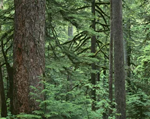 Old Growth Prints: USA, Oregon, Columbia River Gorge National Scenic Area