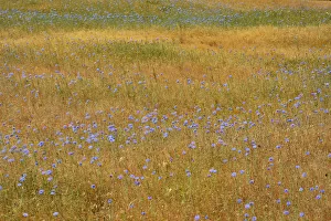 Images Dated 12th May 2020: USA, Oregon, Columbia River Gorge National Scenic Area. Bachelor buttons in field
