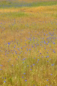 Images Dated 12th May 2020: USA, Oregon, Columbia River Gorge National Scenic Area. Bachelor buttons in field