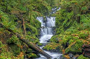 Images Dated 14th September 2020: USA, Oregon. Columbia River Gorge National Scenic Area, Emerald Falls on Gorton Creek in