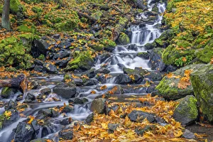 USA, Oregon. Columbia River Gorge National Scenic Area, Starvation Creek State Park